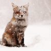 Fox In The Snow Diamond Painting Kit - DIY