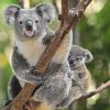 Koala Mom Diamond Painting Kit - DIY