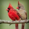 Cardinal Bird Diamond Painting Kit - DIY