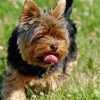 Yorkie Funny Diamond Painting Kit - DIY